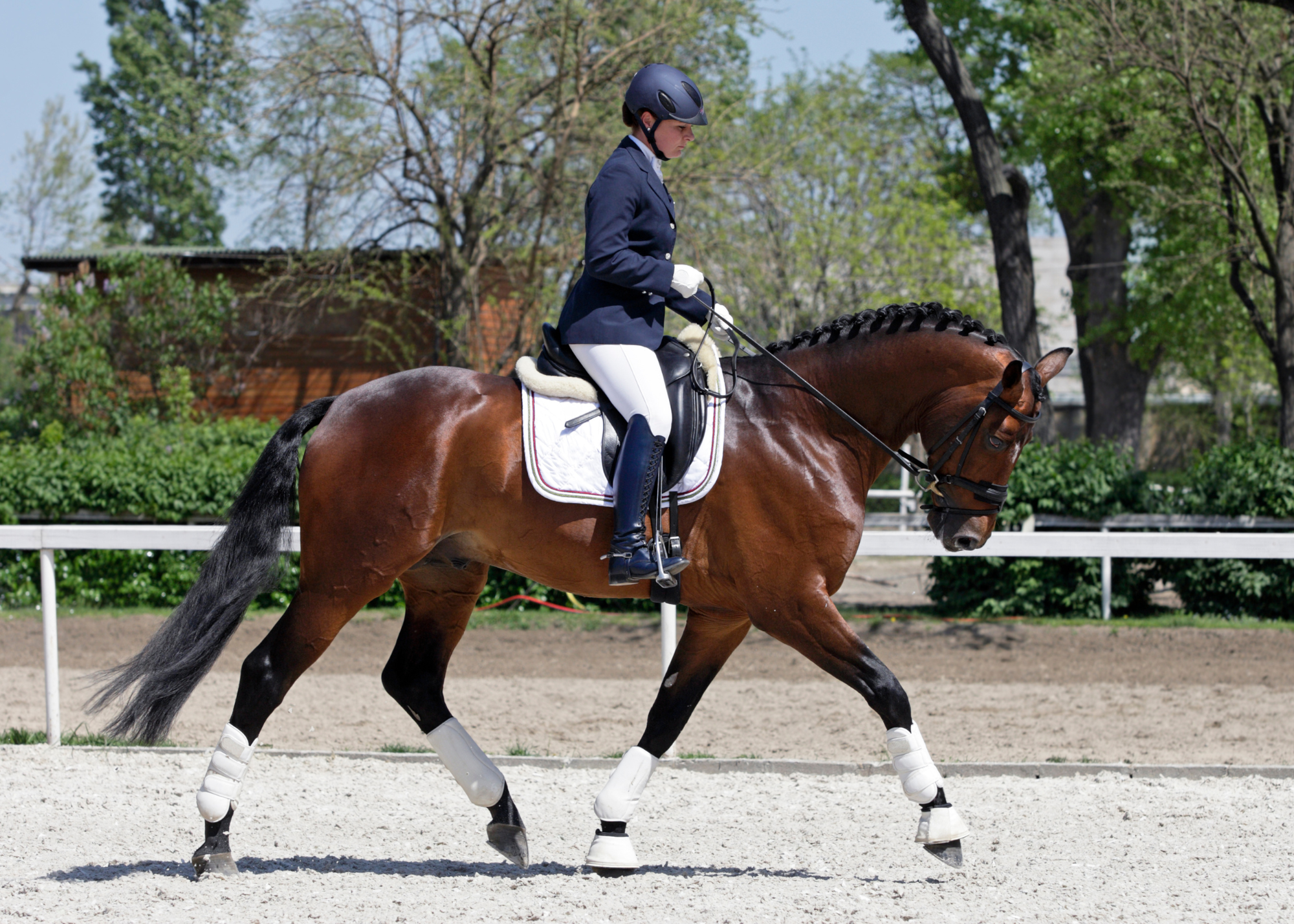 Dressage Saddles